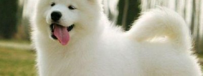 勤俭持家是指什么生肖，最佳释义解析成语